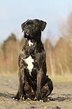 CANE CORSO 820